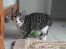 BINDI, Katze, Abessinier in Griechenland - Bild 6