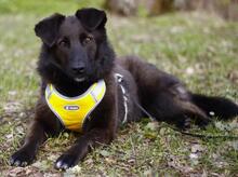 ROCKY, Hund, Mischlingshund in Hamburg - Bild 1