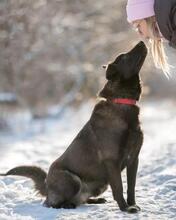 ROCKY, Hund, Mischlingshund in Hamburg - Bild 11