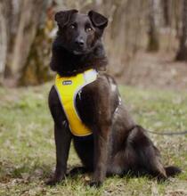 ROCKY, Hund, Mischlingshund in Hamburg - Bild 2