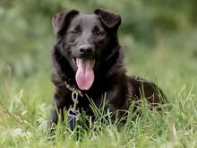 ROCKY, Hund, Mischlingshund in Hamburg - Bild 5