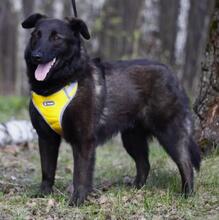 ROCKY, Hund, Mischlingshund in Hamburg - Bild 9