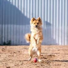 MARTHA, Hund, Mischlingshund in Russische Föderation - Bild 10