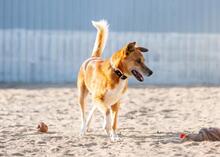 AUGUST, Hund, Mischlingshund in Thale - Bild 11