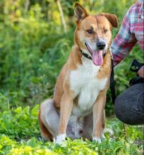 AUGUST, Hund, Mischlingshund in Thale - Bild 3