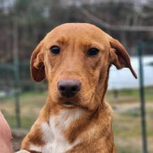 COOPER, Hund, Mischlingshund in Ungarn - Bild 1