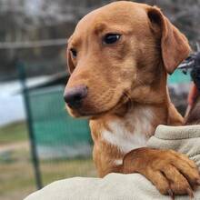 COOPER, Hund, Mischlingshund in Ungarn - Bild 2