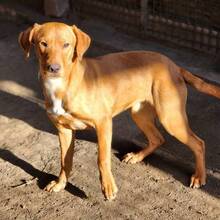 COOPER, Hund, Mischlingshund in Ungarn - Bild 3