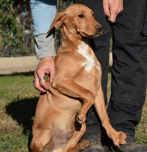 COOPER, Hund, Mischlingshund in Ungarn - Bild 6