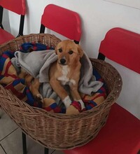 ARON, Hund, Mischlingshund in Rumänien - Bild 3