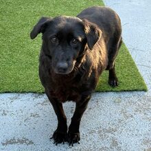 BLACKY, Hund, Mischlingshund in Rumänien - Bild 1