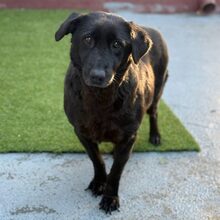 BLACKY, Hund, Mischlingshund in Rumänien - Bild 2