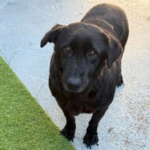 BLACKY, Hund, Mischlingshund in Rumänien - Bild 3