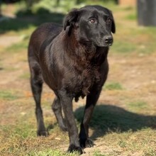 BLACKY, Hund, Mischlingshund in Rumänien - Bild 4