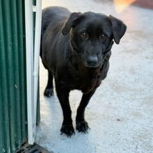 BLACKY, Hund, Mischlingshund in Rumänien - Bild 7