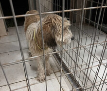 TOBBY, Hund, Mischlingshund in Griechenland - Bild 2