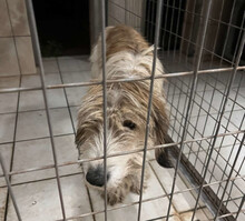 TOBBY, Hund, Mischlingshund in Griechenland - Bild 3