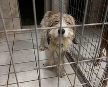 TOBBY, Hund, Mischlingshund in Griechenland - Bild 4