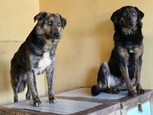 FABIO, Hund, Mischlingshund in Ungarn - Bild 3