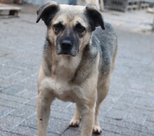 JAMIE, Hund, Mischlingshund in Aerzen - Bild 2