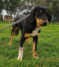 PEPE, Hund, Mischlingshund in Griechenland - Bild 4