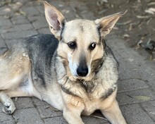 KERA, Hund, Deutscher Schäferhund-Mix in Aerzen - Bild 1