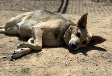 KERA, Hund, Deutscher Schäferhund-Mix in Aerzen - Bild 4