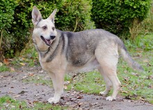 KERA, Hund, Deutscher Schäferhund-Mix in Aerzen - Bild 6