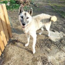 BOUKIS, Hund, Mischlingshund in Griechenland - Bild 2