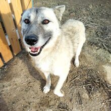 BOUKIS, Hund, Mischlingshund in Griechenland - Bild 3