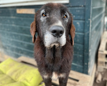 THEO, Hund, Mischlingshund in Aerzen - Bild 1