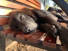 THEO, Hund, Mischlingshund in Aerzen - Bild 2