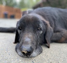 THEO, Hund, Mischlingshund in Aerzen - Bild 4