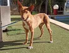 CHERRY, Hund, Podenco in Spanien - Bild 1