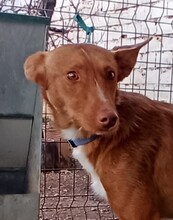 CHERRY, Hund, Podenco in Spanien - Bild 2