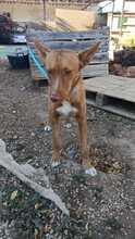 CHERRY, Hund, Podenco in Spanien - Bild 3