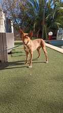 CHERRY, Hund, Podenco in Spanien - Bild 7