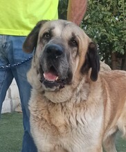 ZEUS2, Hund, Mastiff in Spanien - Bild 1