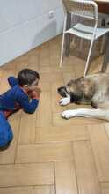 ZEUS2, Hund, Mastiff in Spanien - Bild 11