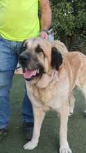 ZEUS2, Hund, Mastiff in Spanien - Bild 2