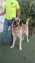 ZEUS2, Hund, Mastiff in Spanien - Bild 3