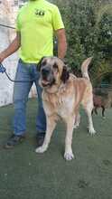 ZEUS2, Hund, Mastiff in Spanien - Bild 4