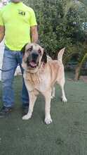 ZEUS2, Hund, Mastiff in Spanien - Bild 5