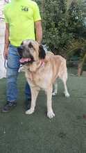 ZEUS2, Hund, Mastiff in Spanien - Bild 6