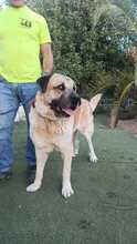 ZEUS2, Hund, Mastiff in Spanien - Bild 7