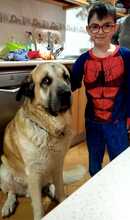 ZEUS2, Hund, Mastiff in Spanien - Bild 9