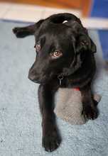 JERRY, Hund, Australian Shepherd-Labrador-Mix in Utting - Bild 1