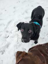 JERRY, Hund, Australian Shepherd-Labrador-Mix in Utting - Bild 5