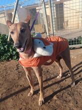 KEKA, Hund, Podenco Andaluz in Spanien - Bild 7