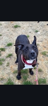 RON, Hund, American Pit Bull Terrier in Spanien - Bild 2